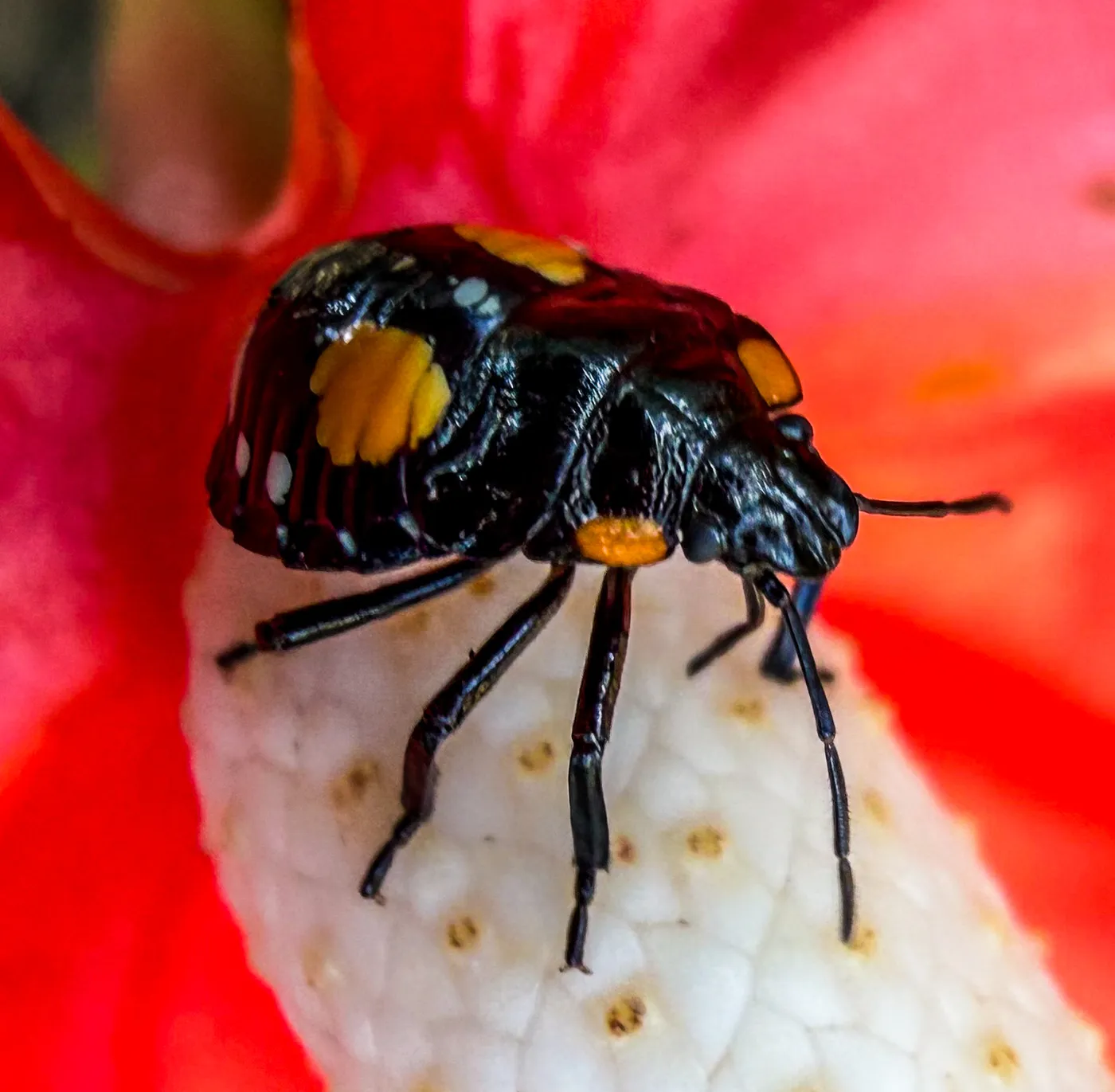 Escarabajo negro con manchas anaranjadas sobre una flor roja