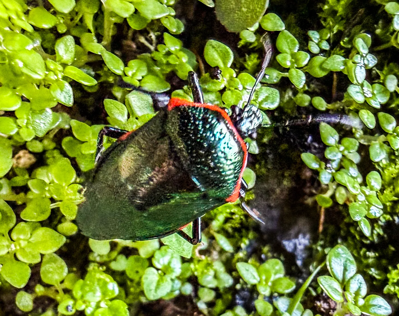 Chinche de brillo metálico verde entre la hojarasca del suelo