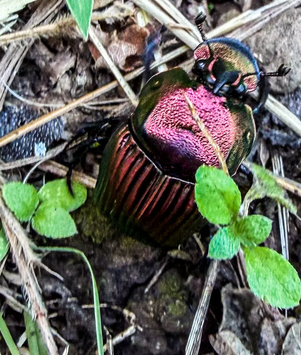 Escarabajo de tonos metálicos rosados junto a un trébol