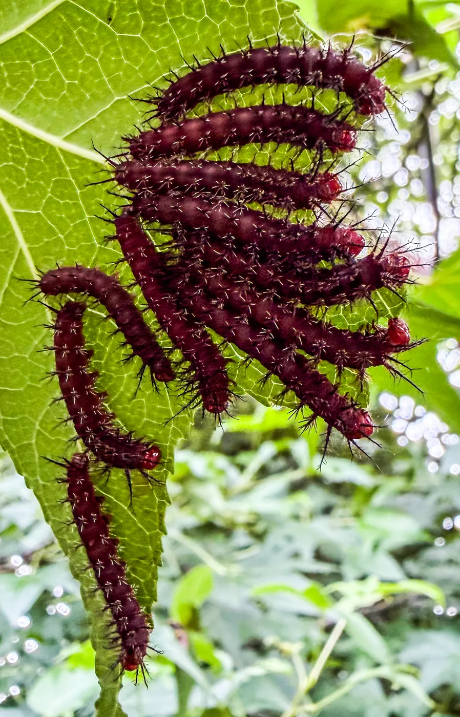 Oruga espinosa de color rojizo sobre una hoja