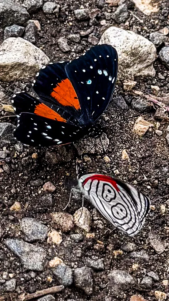 Mariposas de alas negras y anaranjadas descansando en el suelo