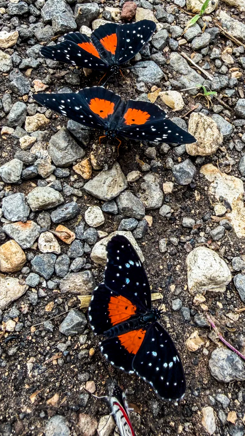 Mariposa negra con manchas naranjas sobre la tierra del cafetal