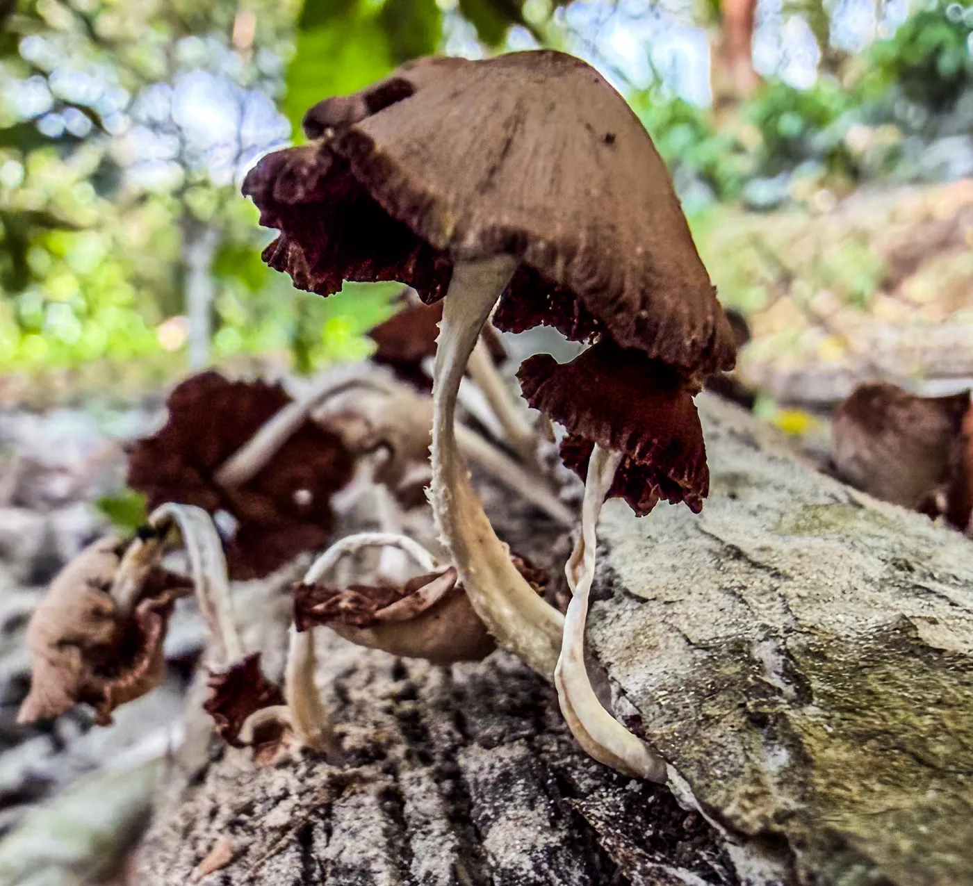 Hongos silvestres creciendo sobre un tronco caído