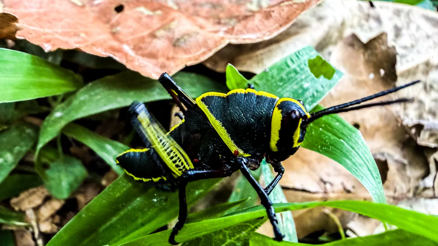 Insecto negro con franjas amarillas sobre una hoja verde