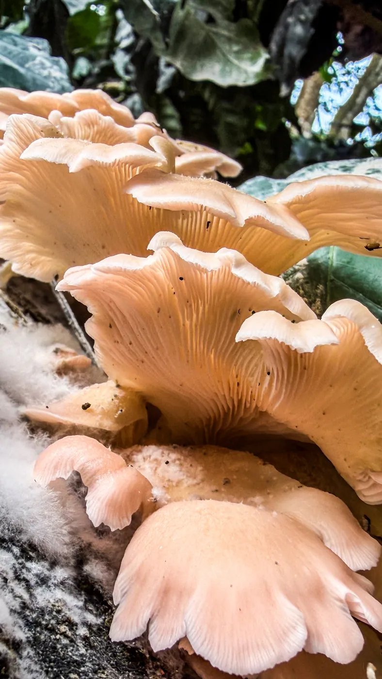 Hongos comestibles silvestres entre la madera húmeda