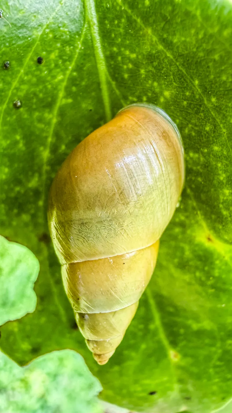 Caracol de concha dorada sobre una hoja verde