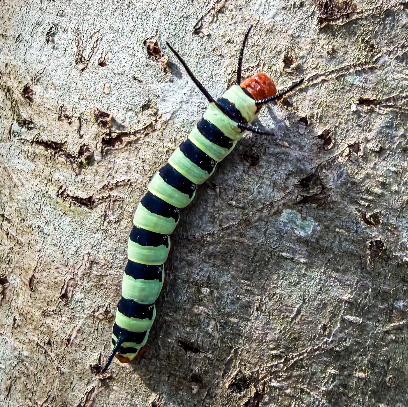 Oruga verde y negra recorriendo la corteza de un árbol