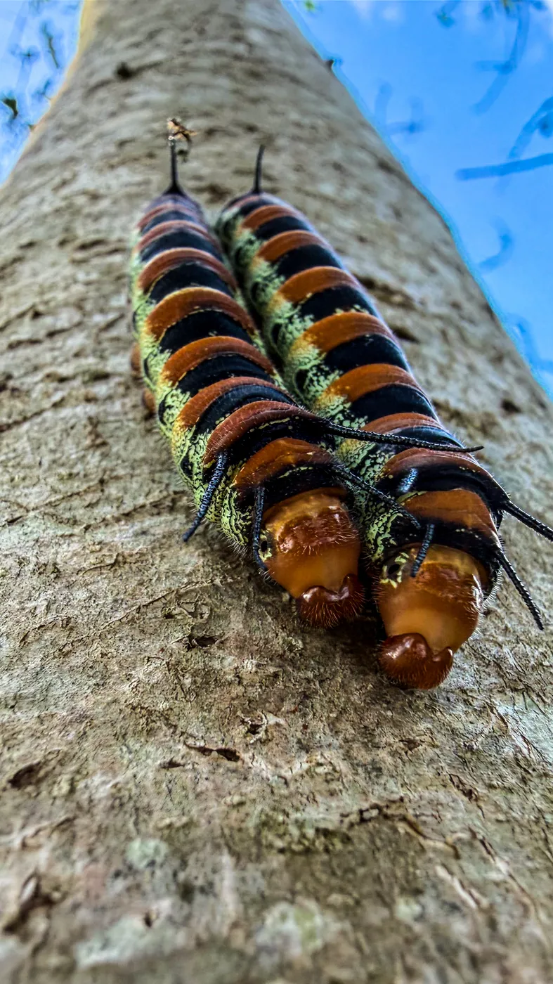Oruga con bandas anaranjadas sobre una superficie de madera