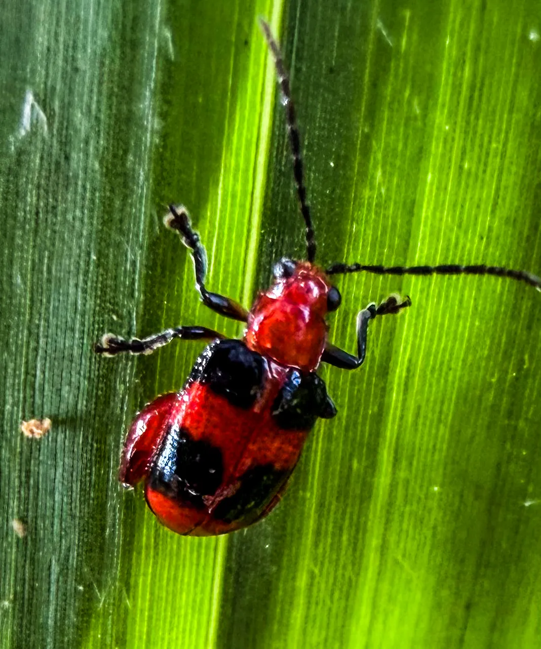 Escarabajo rojo y negro sobre una hoja de la planta de café