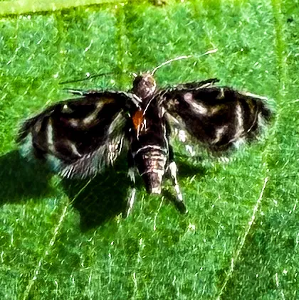 Palomilla de alas blancas y negras posada en una hoja