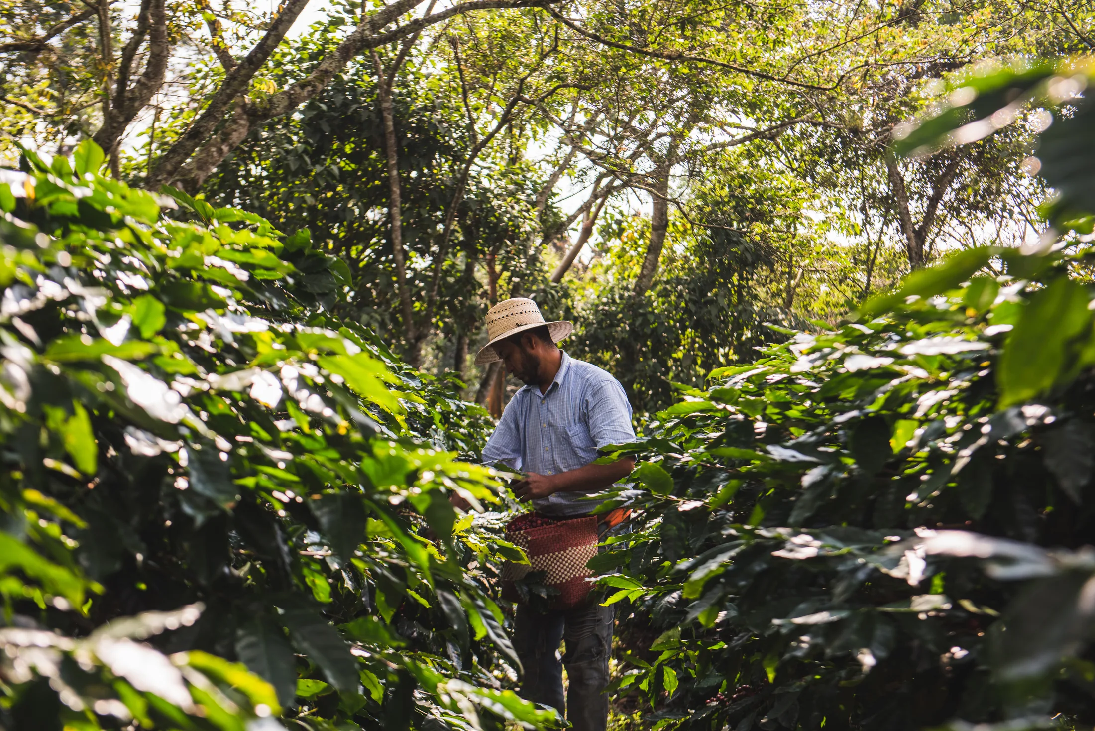 Productor cosechando cerezas de café bajo sombra, agroecología en Cosautlán de Carvajal, Veracruz