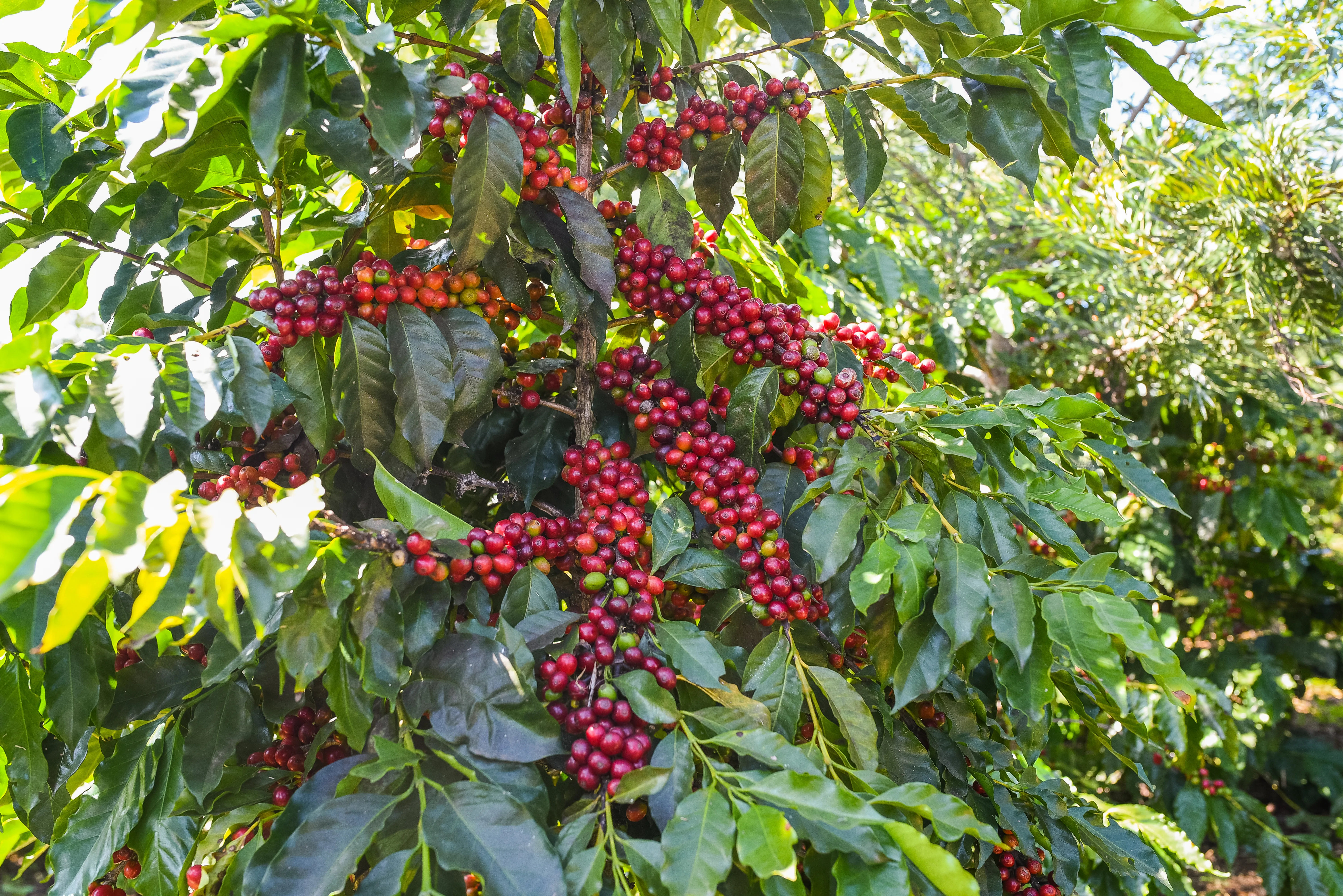 Planta de café cargada de cerezas rojas en Cosautlán de Carvajal, Veracruz
