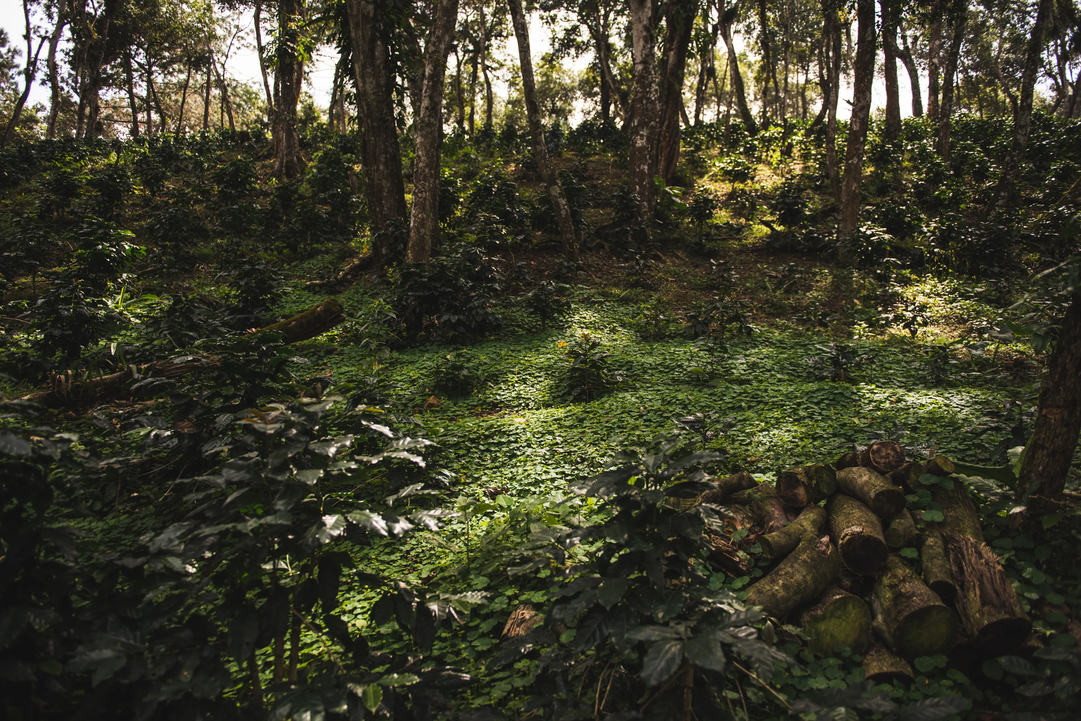 Cafetal bajo sombra natural en Cosautlán, Veracruz — prácticas agroecológicas