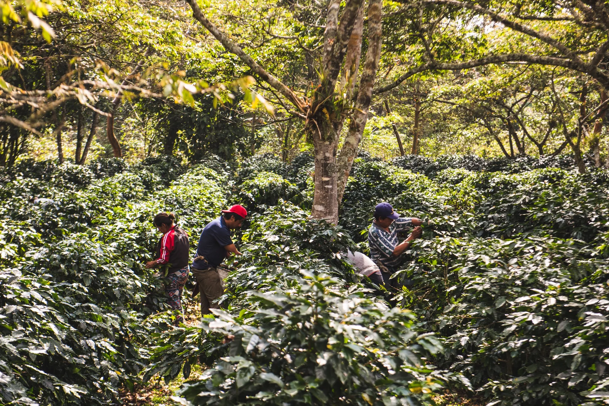 Nuevas generaciones de productores de café en los cafetales de Cosautlán de Carvajal