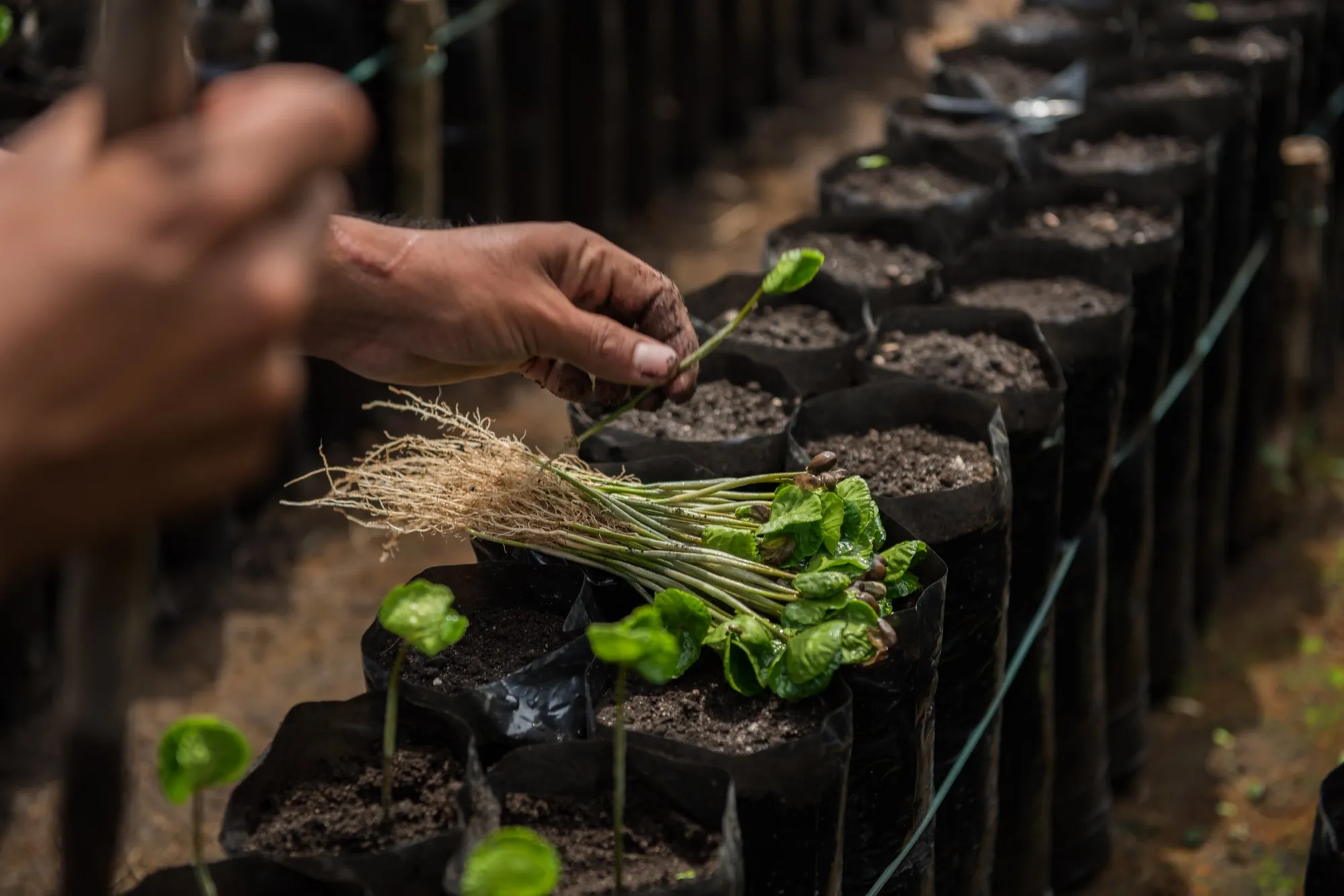 Siembra de plántulas de café — prácticas agroecológicas y regenerativas en la cooperativa
