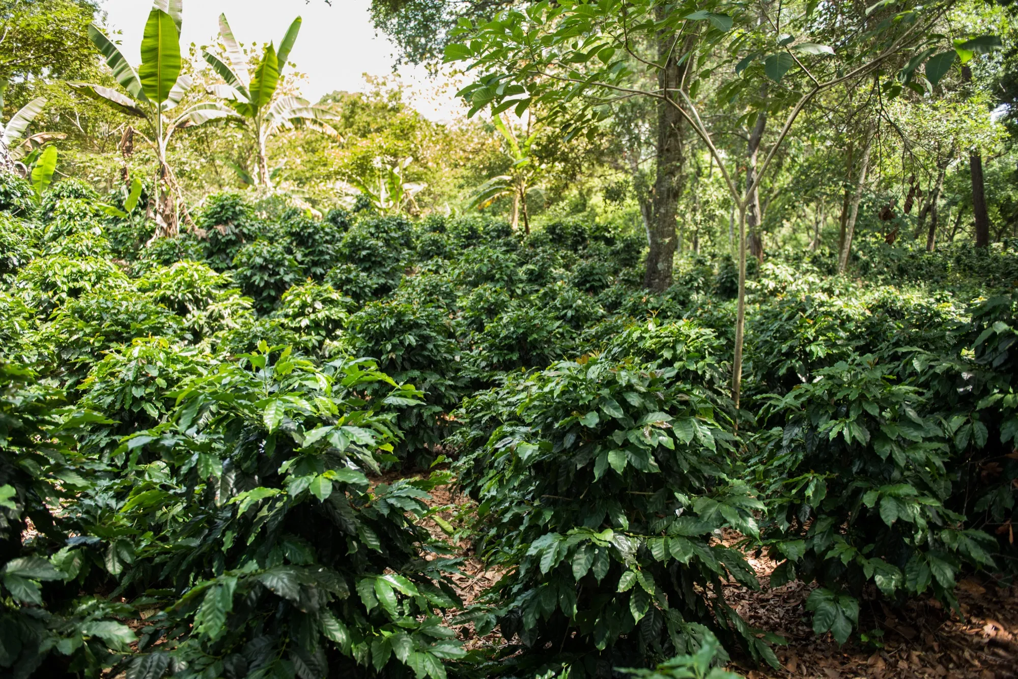 Cafetales integrados al bosque, bajo sombra natural, en Cosautlán de Carvajal