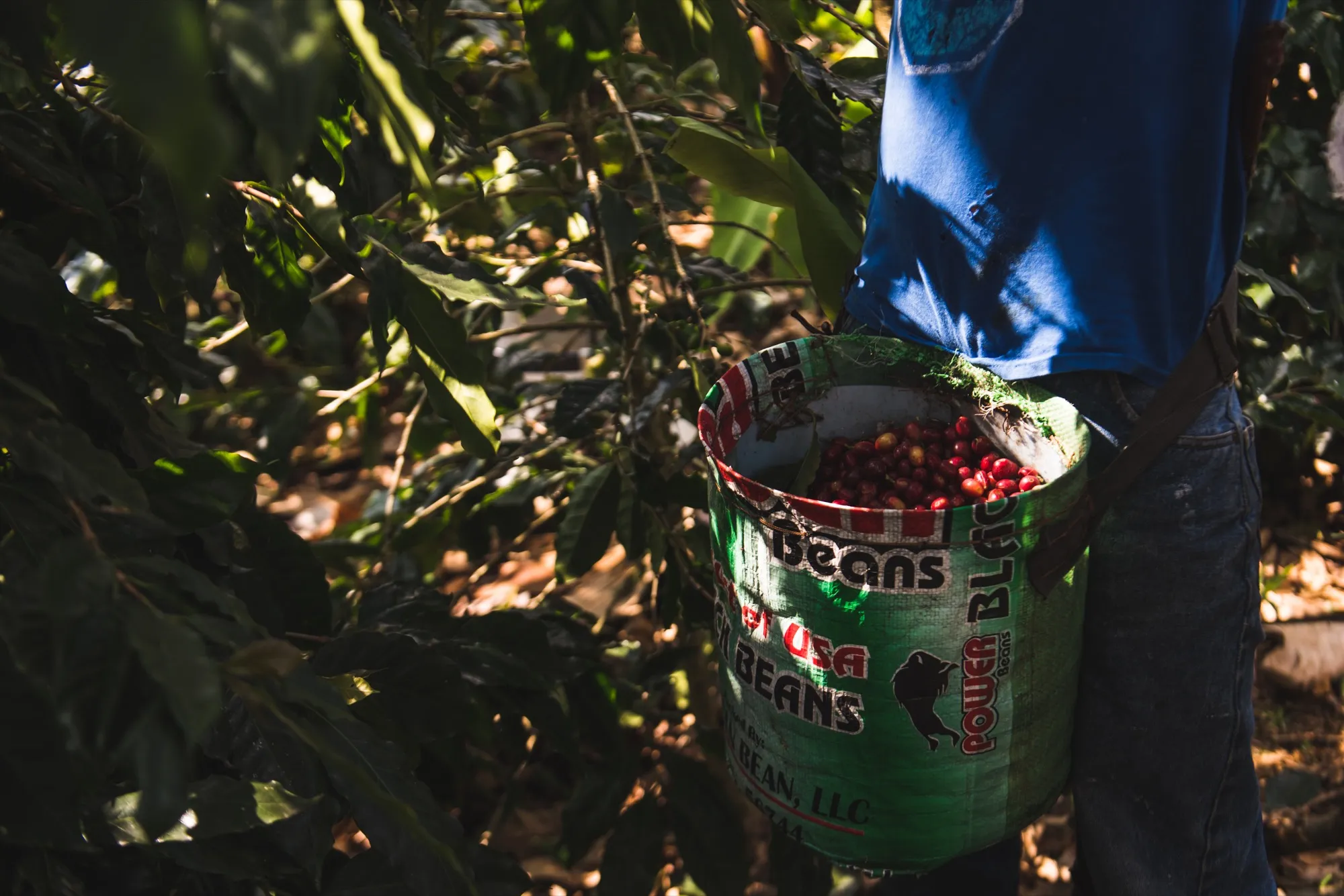 Recipiente con cerezas de café recién cosechadas en la finca