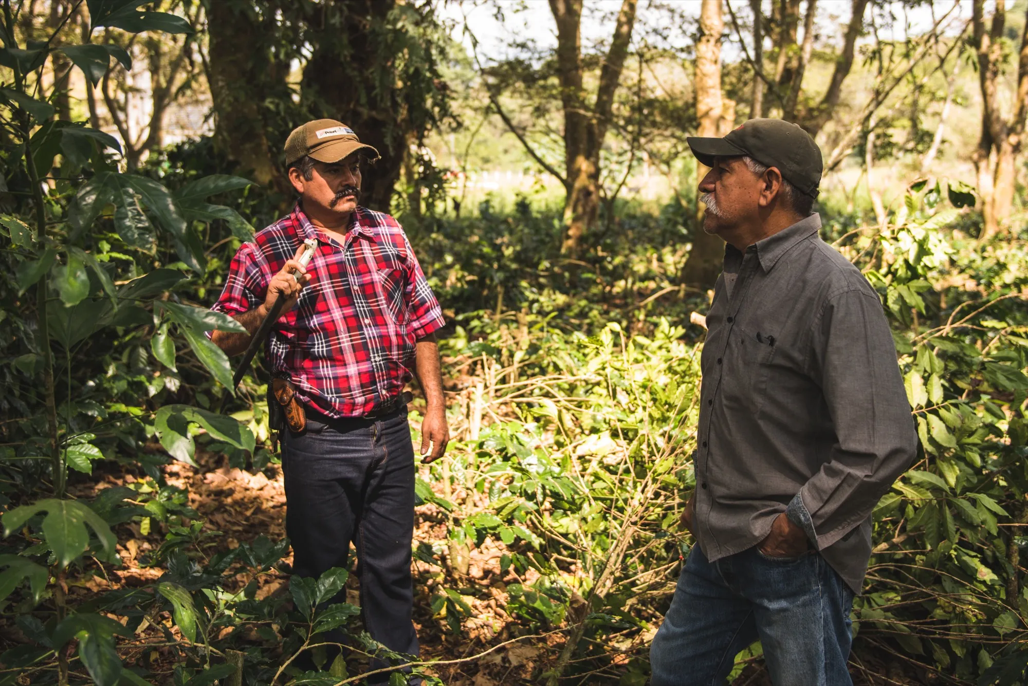 Productores de café de la cooperativa Finca del Cielo en el cafetal