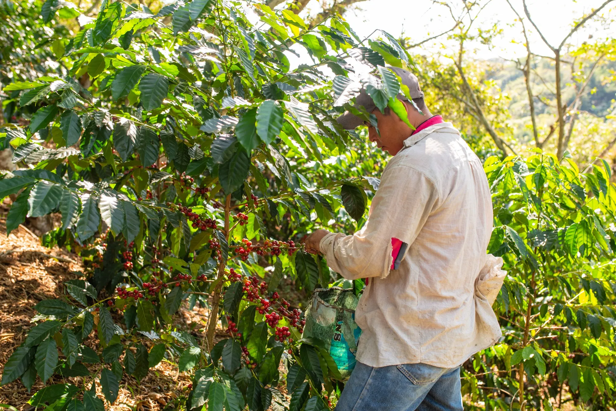 Cosecha manual y selectiva de cerezas de café en el cafetal