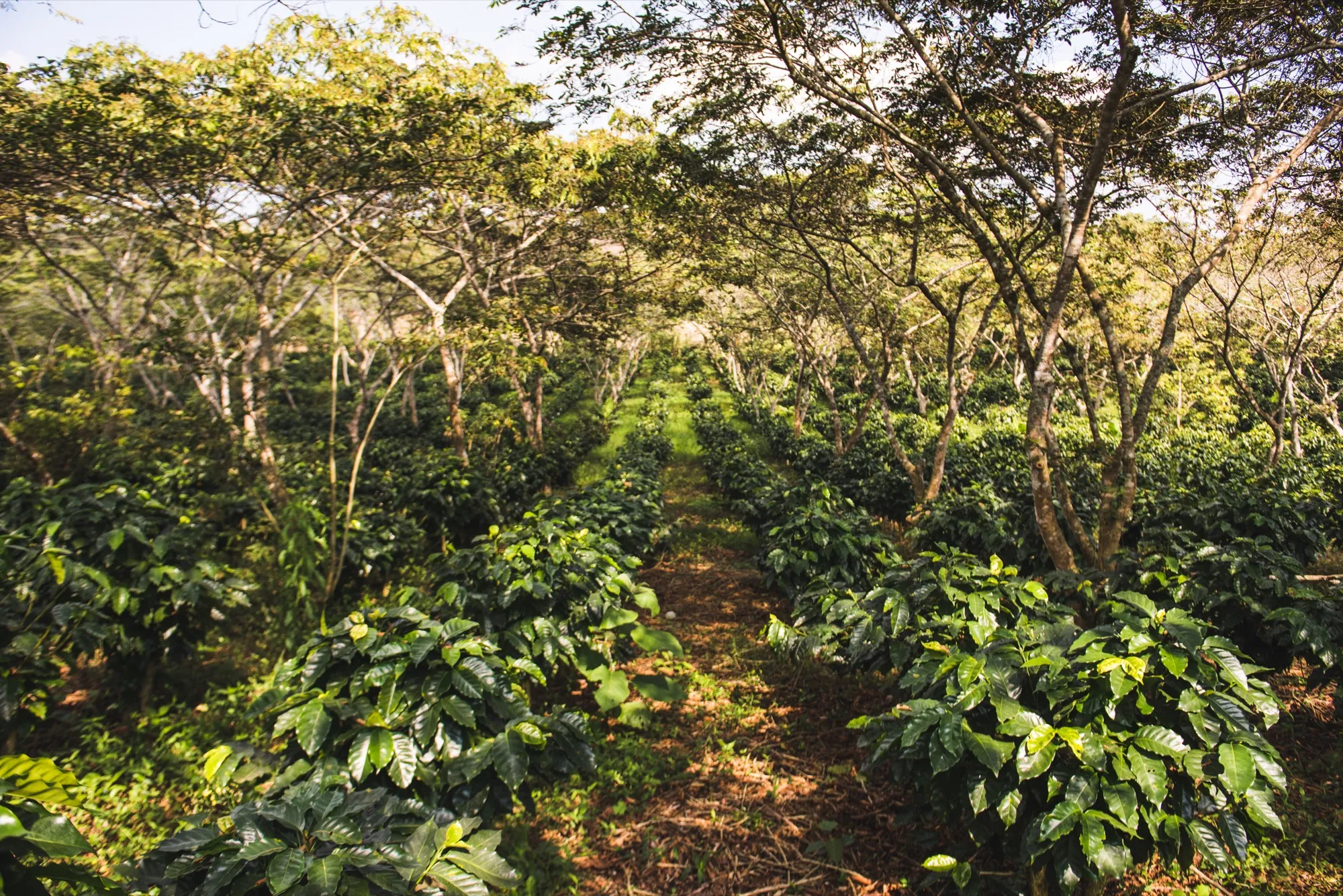 Cafetales creciendo bajo sombra natural en la montaña de Cosautlán