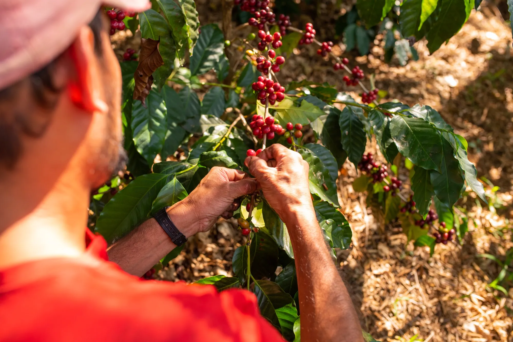 Manos cortando cerezas de café maduras en la finca de Café Andrade